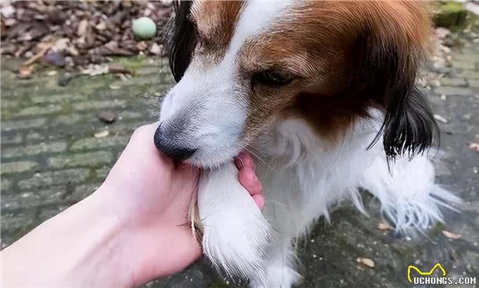 和狗关系再亲密,也不能做的几件事,可能会让它恨你