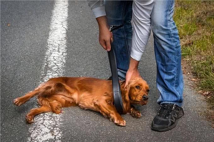 和狗关系再亲密,也不能做的几件事,可能会让它恨你