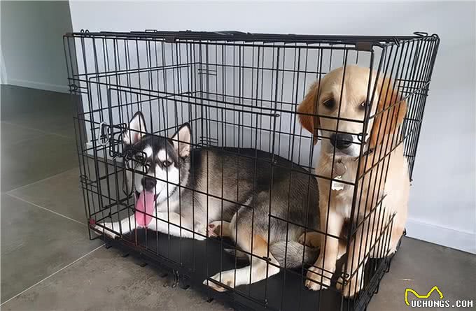 和狗关系再亲密,也不能做的几件事,可能会让它恨你