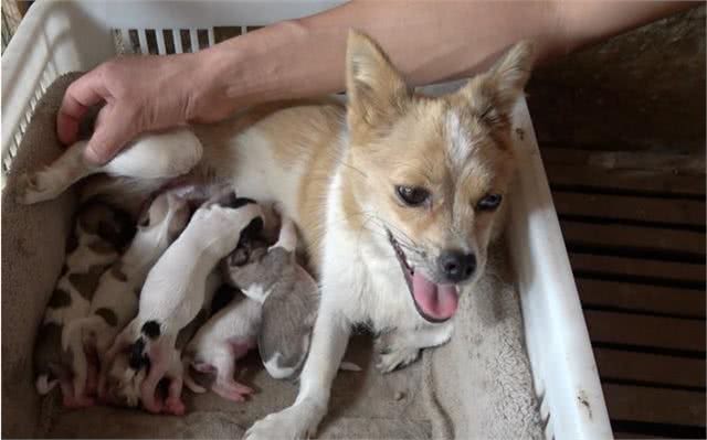 和狗关系再亲密,也不能做的几件事,可能会让它恨你