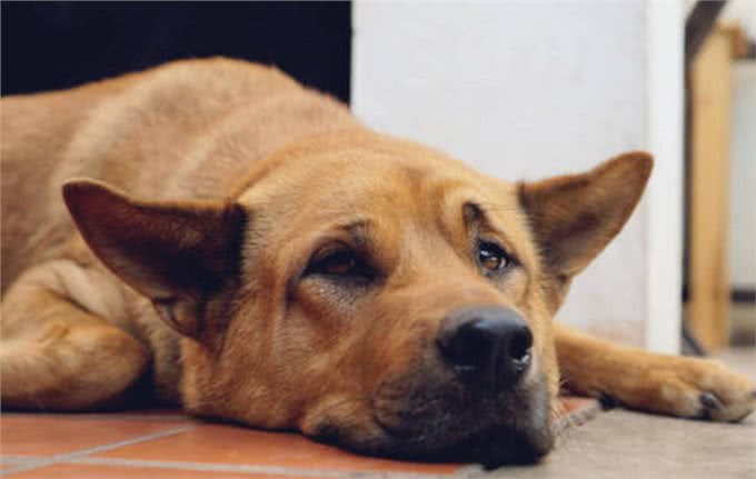 和狗关系再亲密,也不能做的几件事,可能会让它恨你