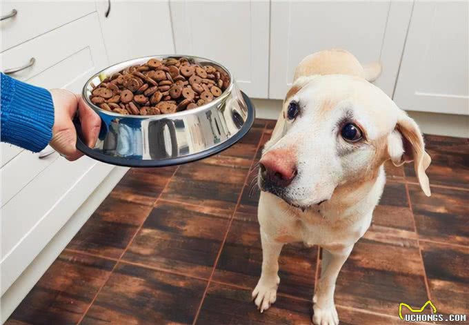 和狗关系再亲密,也不能做的几件事,可能会让它恨你