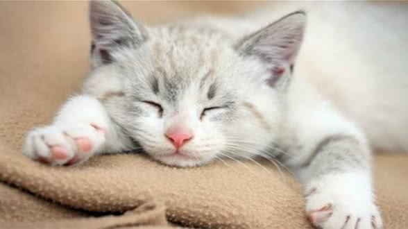 做猫就做古埃及的猫，谁也不能伤害，死后做成木乃伊