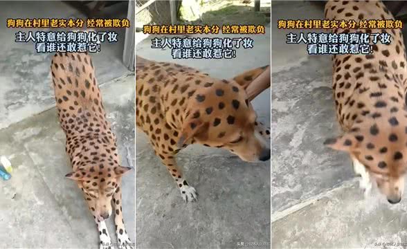 狗狗的社会地位在一个宁静的小村庄里