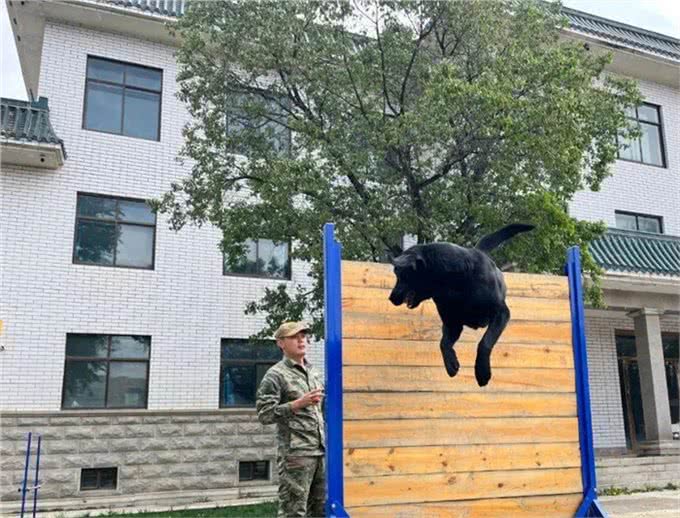 速来围观!又萌又酷，警犬的训练日常