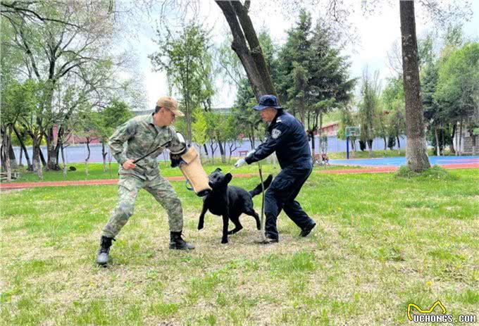 速来围观!又萌又酷，警犬的训练日常