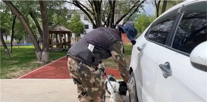 速来围观!又萌又酷，警犬的训练日常
