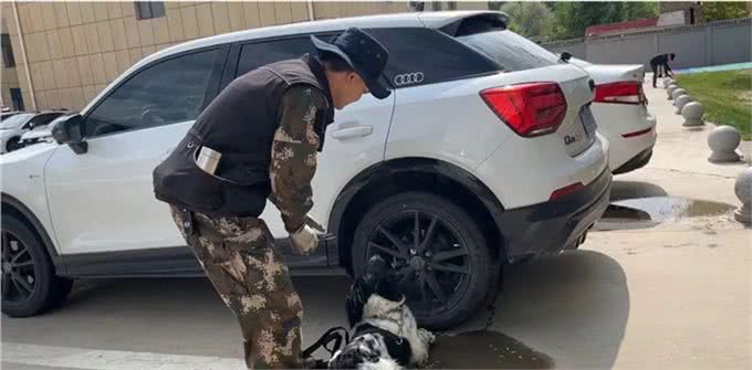 速来围观!又萌又酷，警犬的训练日常