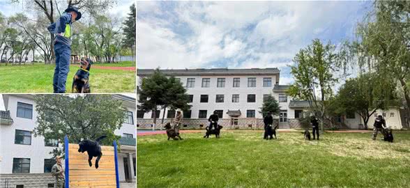 速来围观!又萌又酷,警犬的训练日常