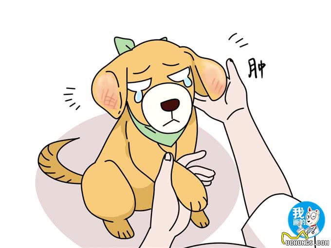 辟谣:狗狗患耳血肿，外力刺激是主要原因?清洁不到位才是关键