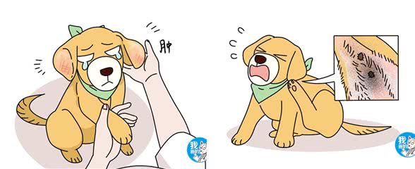 辟谣:狗狗患耳血肿，外力刺激是主要原因?清洁不到位才是关键
