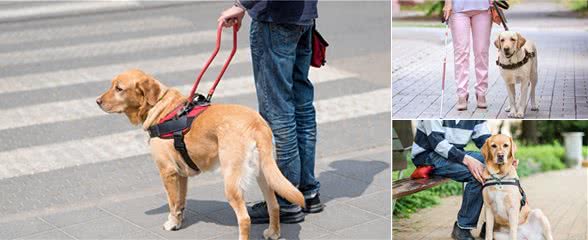 导盲犬是如何被训练的?请为它们大开方便之门