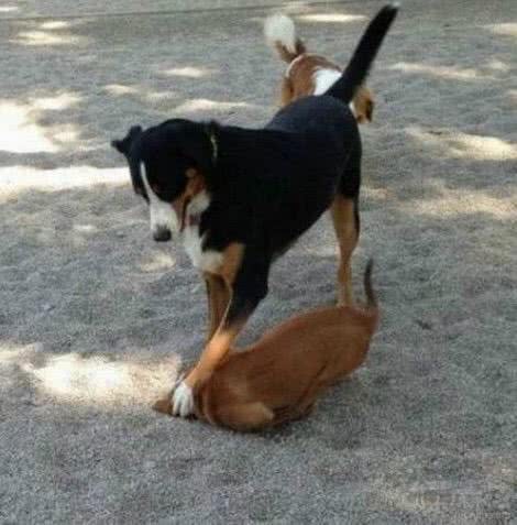 自从买了这个东西回家,狗狗的口就臭到不行!