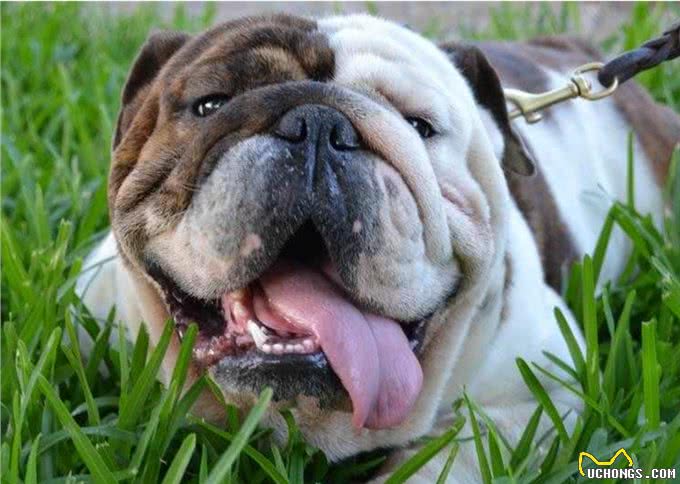 自从买了这个东西回家,狗狗的口就臭到不行!