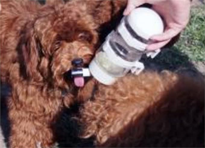 自从买了这个东西回家,狗狗的口就臭到不行!