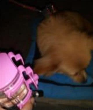 自从买了这个东西回家,狗狗的口就臭到不行!