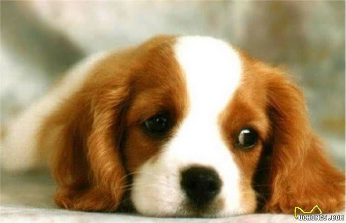 自从买了这个东西回家,狗狗的口就臭到不行!