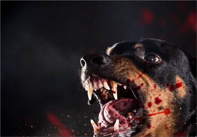 深度分析:为什么我的狗会咬我