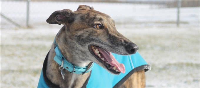 深度分析:为什么我的狗会咬我