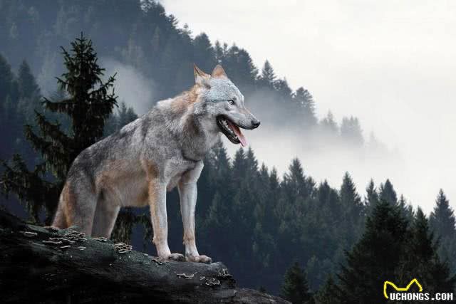 狗是如何被驯化成狼的:探析狗的起源及驯化过程