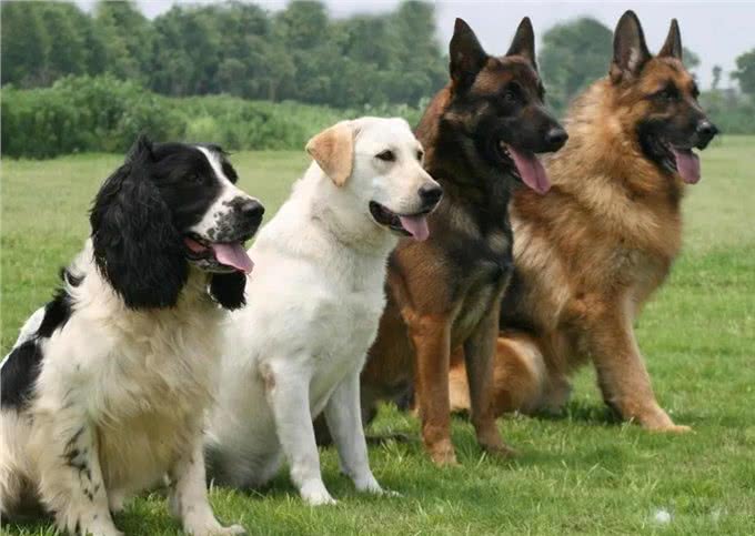 狗是如何被驯化成狼的:探析狗的起源及驯化过程