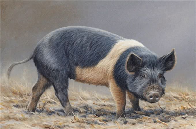 伪狂犬的最佳治疗方案,你学到了吗?