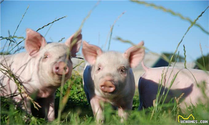 伪狂犬的最佳治疗方案,你学到了吗?