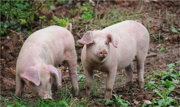 伪狂犬的最佳治疗方案,你学到了吗?