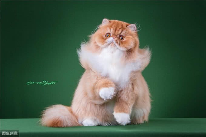 宠物犬、猫得了胃肠道肿瘤主人急!诊疗与预后的解决方法来了