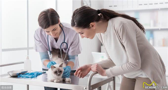 宠物犬、猫得了胃肠道肿瘤主人急!诊疗与预后的解决方法来了