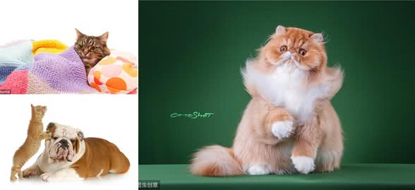 宠物犬、猫得了胃肠道肿瘤主人急!诊疗与预后的解决方法来了