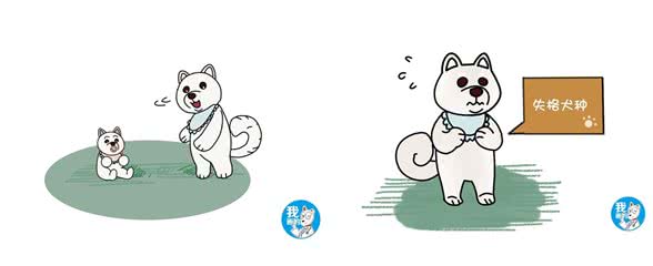 白色柴犬品种稀有，为何价格却很便宜，说好的物以稀为贵呢?