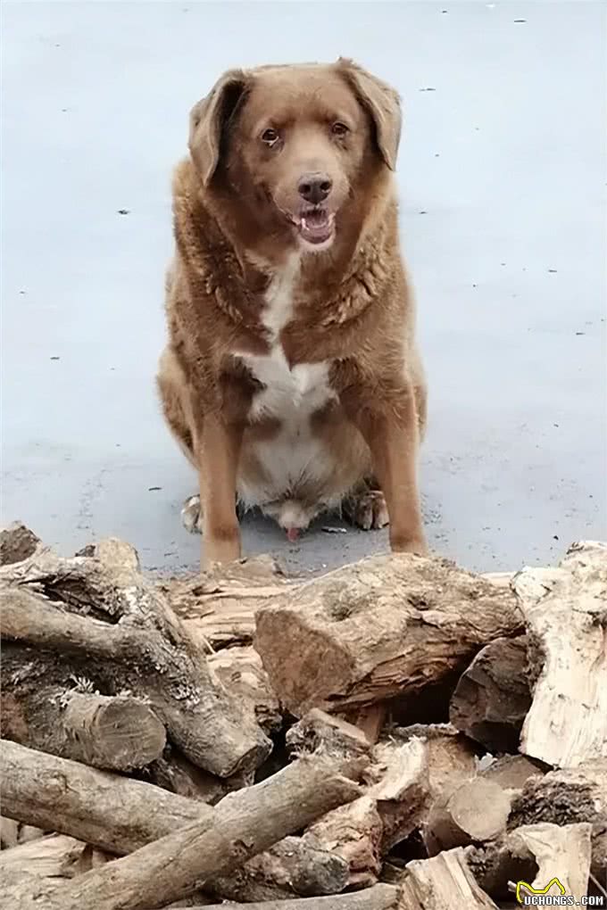 英国31岁‘最长寿狗狗’疑似年龄造假?吉尼斯记录这下尴尬大了