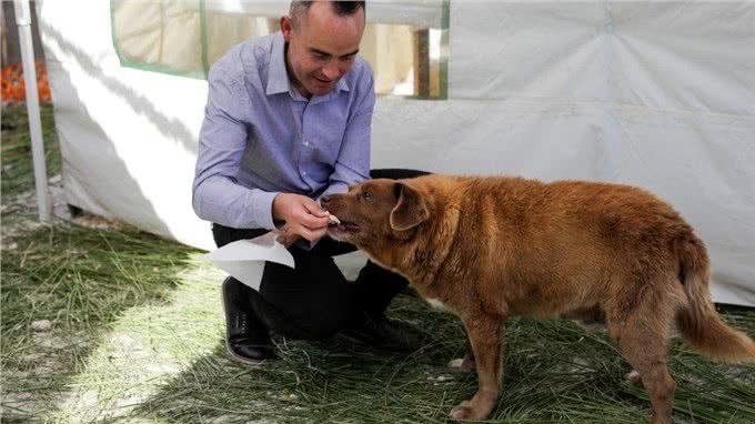 英国31岁‘最长寿狗狗’疑似年龄造假?吉尼斯记录这下尴尬大了