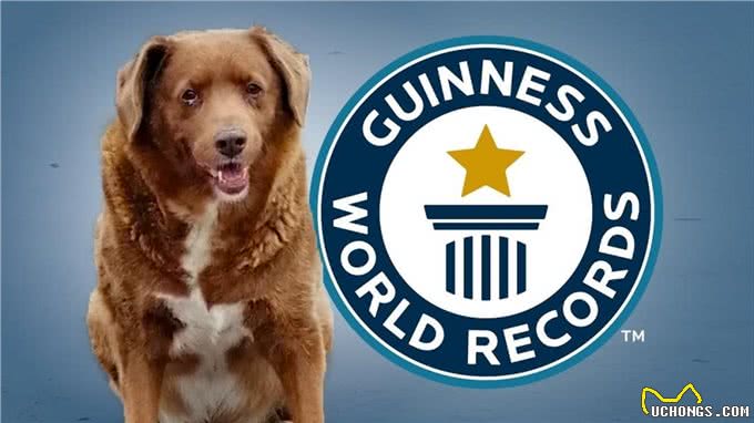英国31岁‘最长寿狗狗’疑似年龄造假?吉尼斯记录这下尴尬大了
