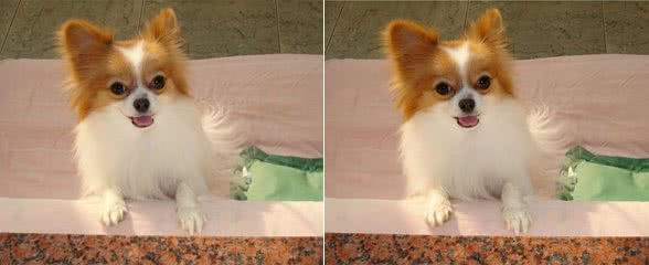 冬天很冷，不要这样养蝴蝶犬，小心害了它