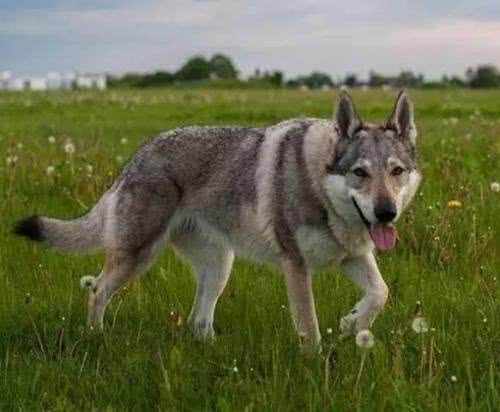 世界名犬—捷克狼犬