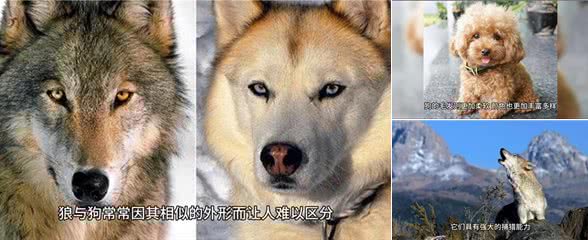 动物世界:狼与狗的区别