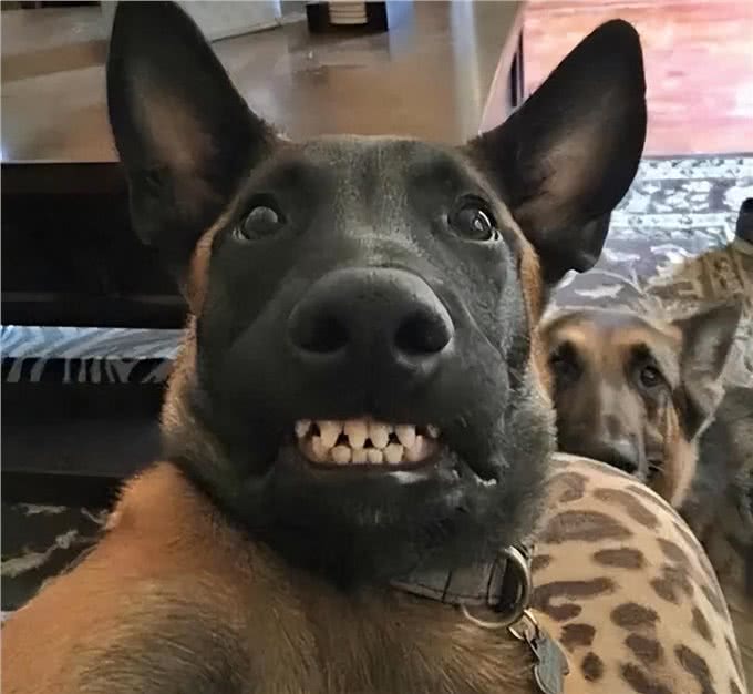 不瞒你说，养熟的狗和养不熟的狗，差别超大