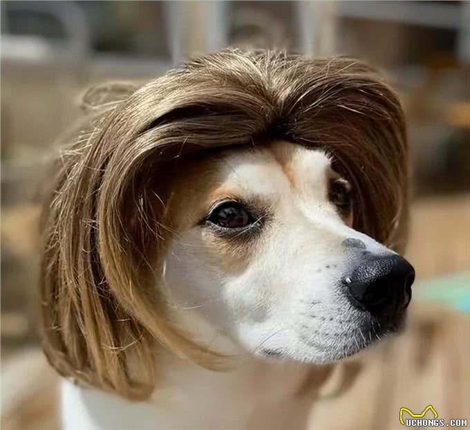 不瞒你说，养熟的狗和养不熟的狗，差别超大