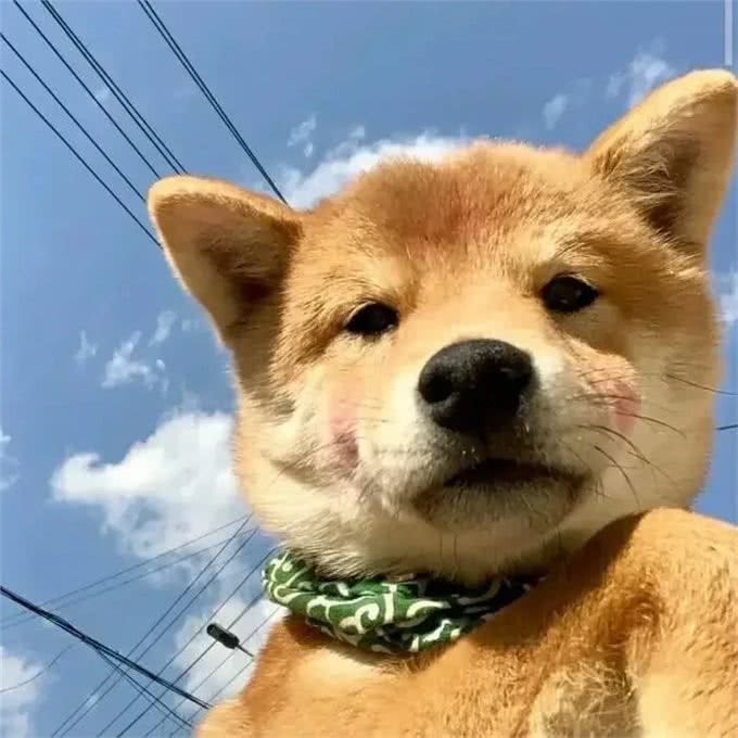 不瞒你说，养熟的狗和养不熟的狗，差别超大