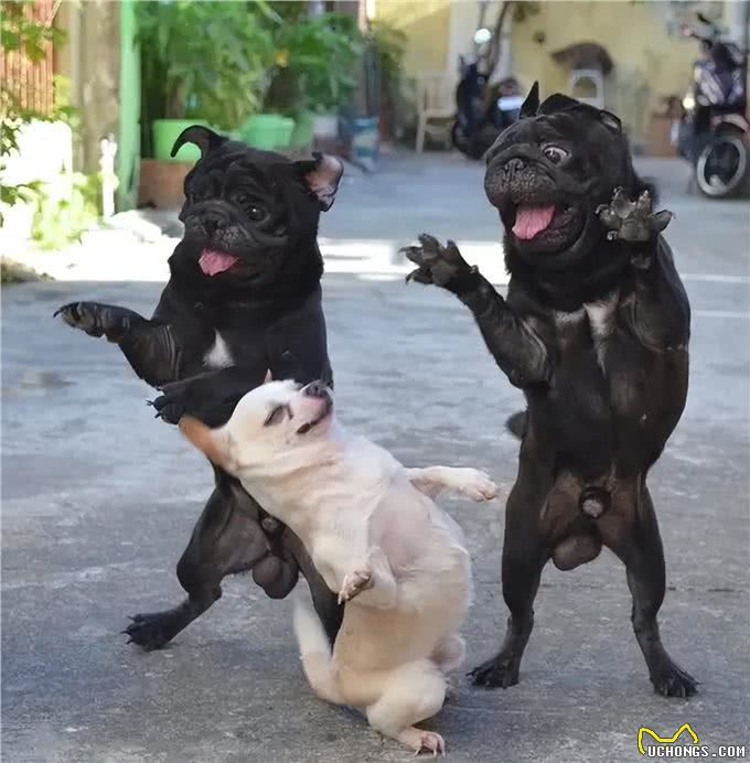 不瞒你说，养熟的狗和养不熟的狗，差别超大