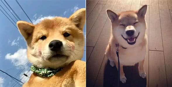 不瞒你说，养熟的狗和养不熟的狗，差别超大