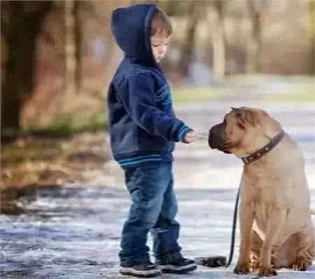 关于狗狗的8条冷知识,50%的养狗人都不知道!