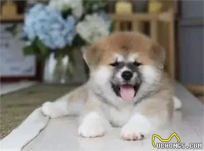 关于狗狗的8条冷知识,50%的养狗人都不知道!