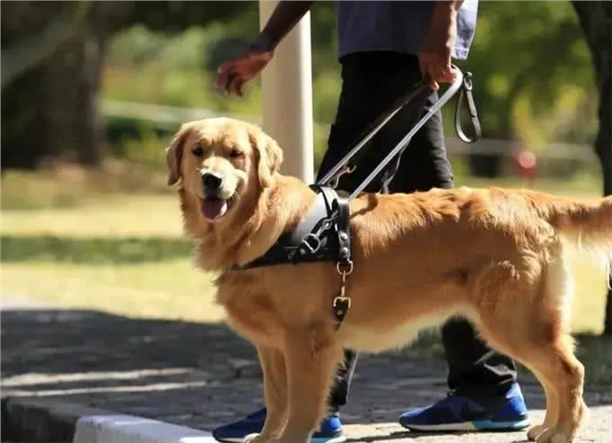 关于狗狗的8条冷知识,50%的养狗人都不知道!