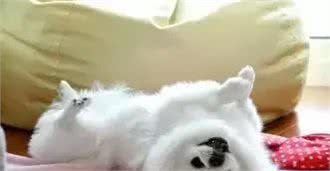 宠知识｜狗狗挠痒蹬腿，现在才知道是这个原理啊!