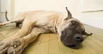 宠知识｜狗狗挠痒蹬腿，现在才知道是这个原理啊!