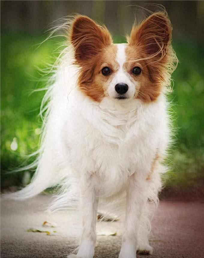 寿命不长的蝴蝶犬,多半有这5个特征