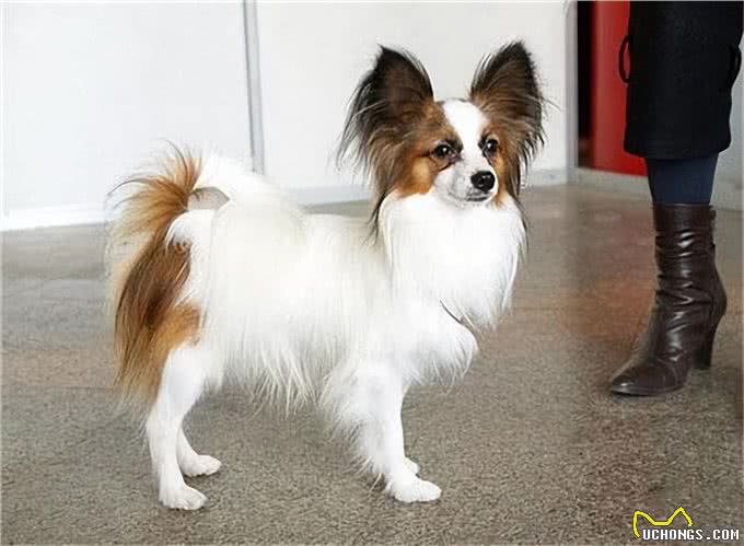 寿命不长的蝴蝶犬,多半有这5个特征